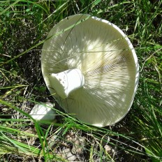 Ложносвинуха рядовковидная (Leucopaxillus lepistoides)