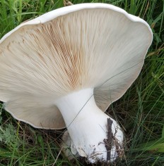 Ложносвинуха рядовковидная (Leucopaxillus lepistoides)