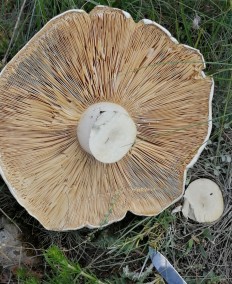 Ложносвинуха рядовковидная (Leucopaxillus lepistoides)