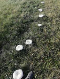 Ложносвинуха рядовковидная (Leucopaxillus lepistoides)