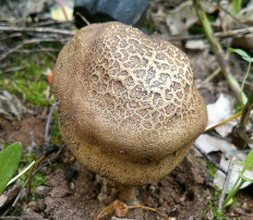 Ложнодождевик бородавчатый (Scleroderma verrucosum)