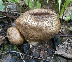 Ложнодождевик бородавчатый (Scleroderma verrucosum)