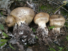 Ложнодождевик бородавчатый (Scleroderma verrucosum)