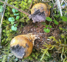 Ложнодождевик бородавчатый (Scleroderma verrucosum)