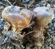 Ложнодождевик бородавчатый (Scleroderma verrucosum)