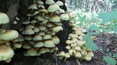 Опёнок серно-жёлтый (Hypholoma fasciculare)