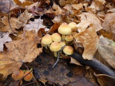 Ложноопёнок серно-жёлтый (Hypholoma fasciculare)