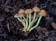 Опёнок серно-жёлтый (Hypholoma fasciculare)