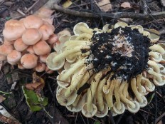 Ложноопёнок серно-жёлтый (Hypholoma fasciculare)