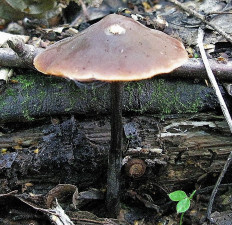 Макроцистидия огуречная (Macrocystidia cucumis)