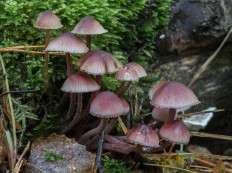 Мицена кровяноножковая (Mycena haematopus)