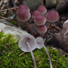 Мицена кровяноножковая (Mycena haematopus)