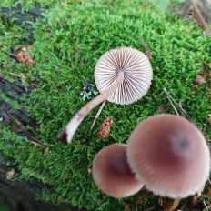 Мицена кровяноножковая (Mycena haematopus)