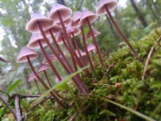 Мицена кровяноножковая (Mycena haematopus)