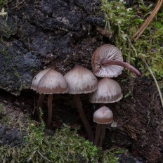 Мицена кровяноножковая (Mycena haematopus)