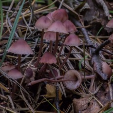 Мицена кровяноножковая (Mycena haematopus)