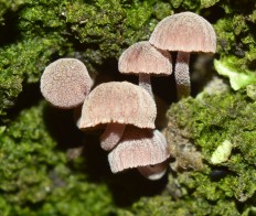 Мицена мелиевая (Mycena meliigena)