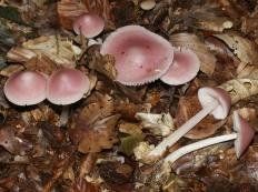 Мицена розовая (Mycena rosea)