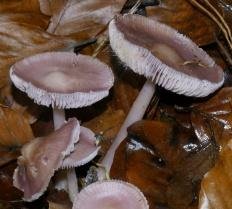 Мицена розовая (Mycena rosea)