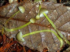 Мицена скользкая (Mycena epipterygia)
