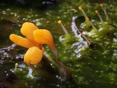 Митрула болотная (Mitrula paludosa)
