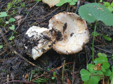 Млечник Бертильона (Lactifluus bertillonii)