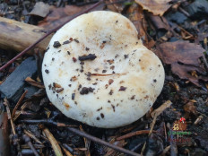 Млечник Бертильона (Lactifluus bertillonii)
