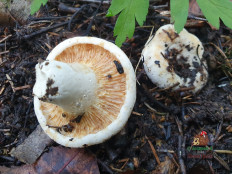 Млечник Бертильона (Lactifluus bertillonii)