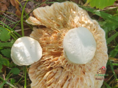 Млечник Бертильона (Lactifluus bertillonii)