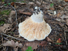 Млечник Бертильона (Lactifluus bertillonii)