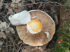 Млечник Бертильона (Lactifluus bertillonii)