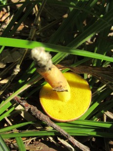 Моховик золотистый (Aureoboletus gentilis)