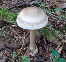 Мухомор Баттарры (Amanita battarrae)