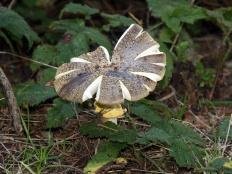 Мухомор шероховатый (Amanita franchetii)