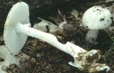 Мухомор белый (Мухомор весенний) (Amanita verna)
