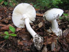 Мухомор белый (Мухомор весенний) (Amanita verna)