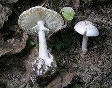 Мухомор белый (Мухомор весенний) (Amanita verna)