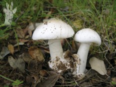 Мухомор белый (Мухомор весенний) (Amanita verna)