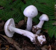 Мухомор белый (Мухомор весенний) (Amanita verna)