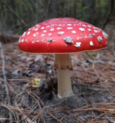 Мухомор красный (Amanita muscaria)