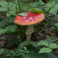 Мухомор красный (Amanita muscaria)