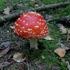 Мухомор красный (Amanita muscaria)