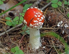 Мухомор красный (Amanita muscaria)