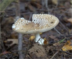 Мухомор пантерный (Amanita pantherina)