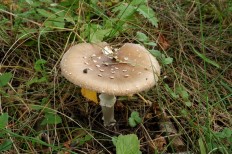 Мухомор пантерный (Amanita pantherina)