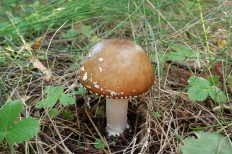 Мухомор пантерный (Amanita pantherina)