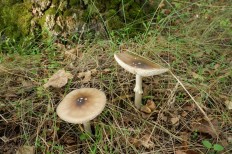 Мухомор пантерный (Amanita pantherina)