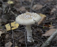 Мухомор пантерный (Amanita pantherina)