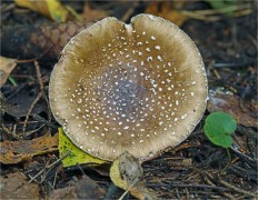 Мухомор пантерный (Amanita pantherina)