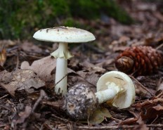 Мухомор поганковидный (Amanita citrina)